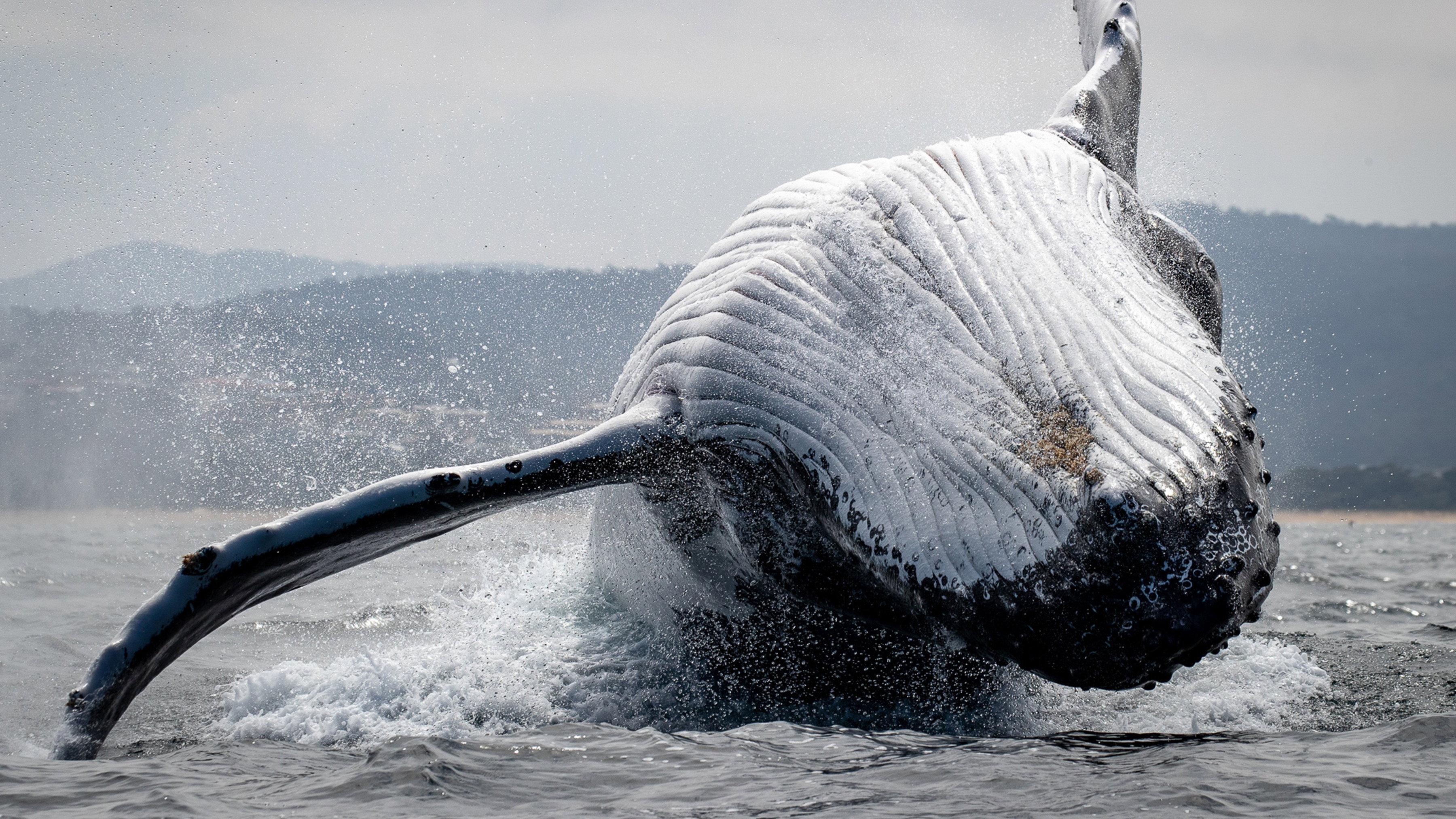 Southern Ocean Live 2022 movie scene