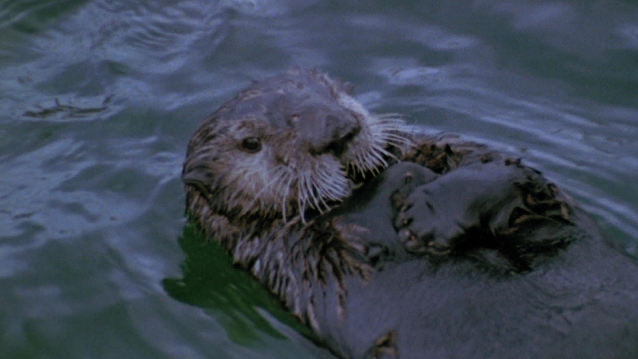 Vanishing Wilderness 1974 movie scene