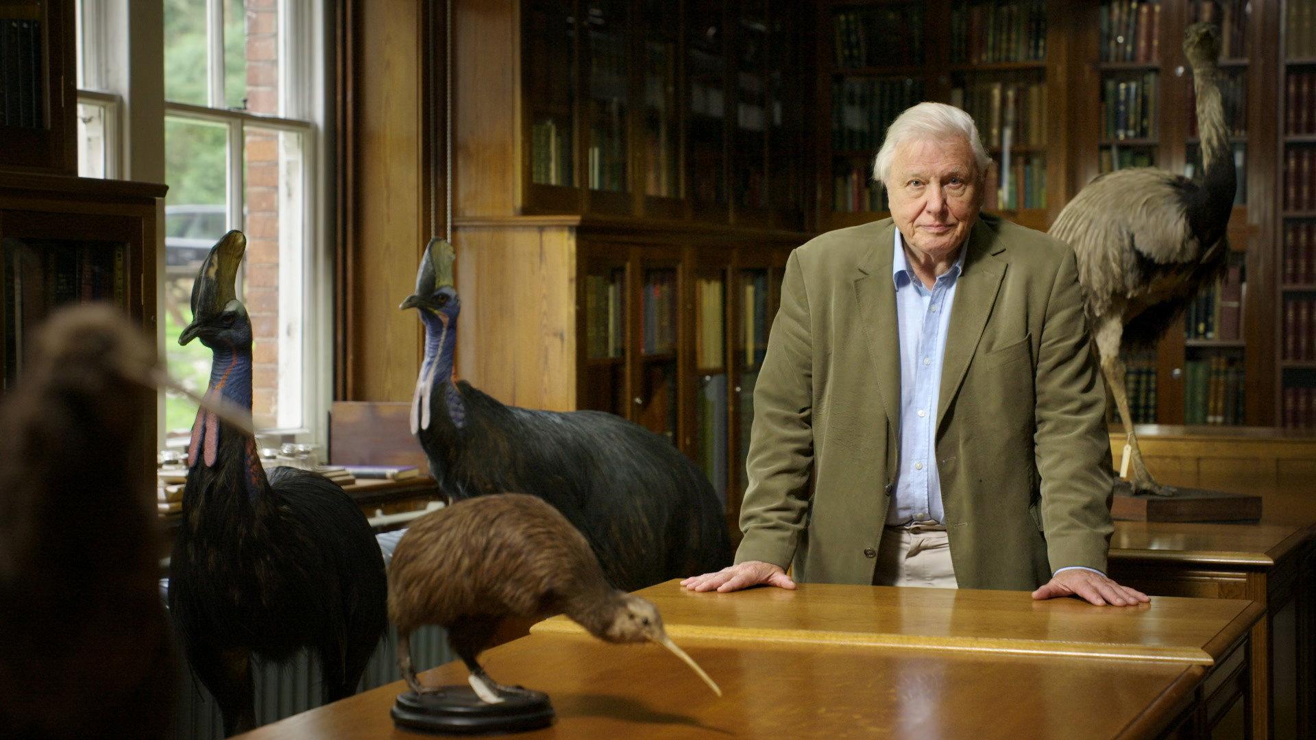 Attenborough's Big Birds 2015 movie scene