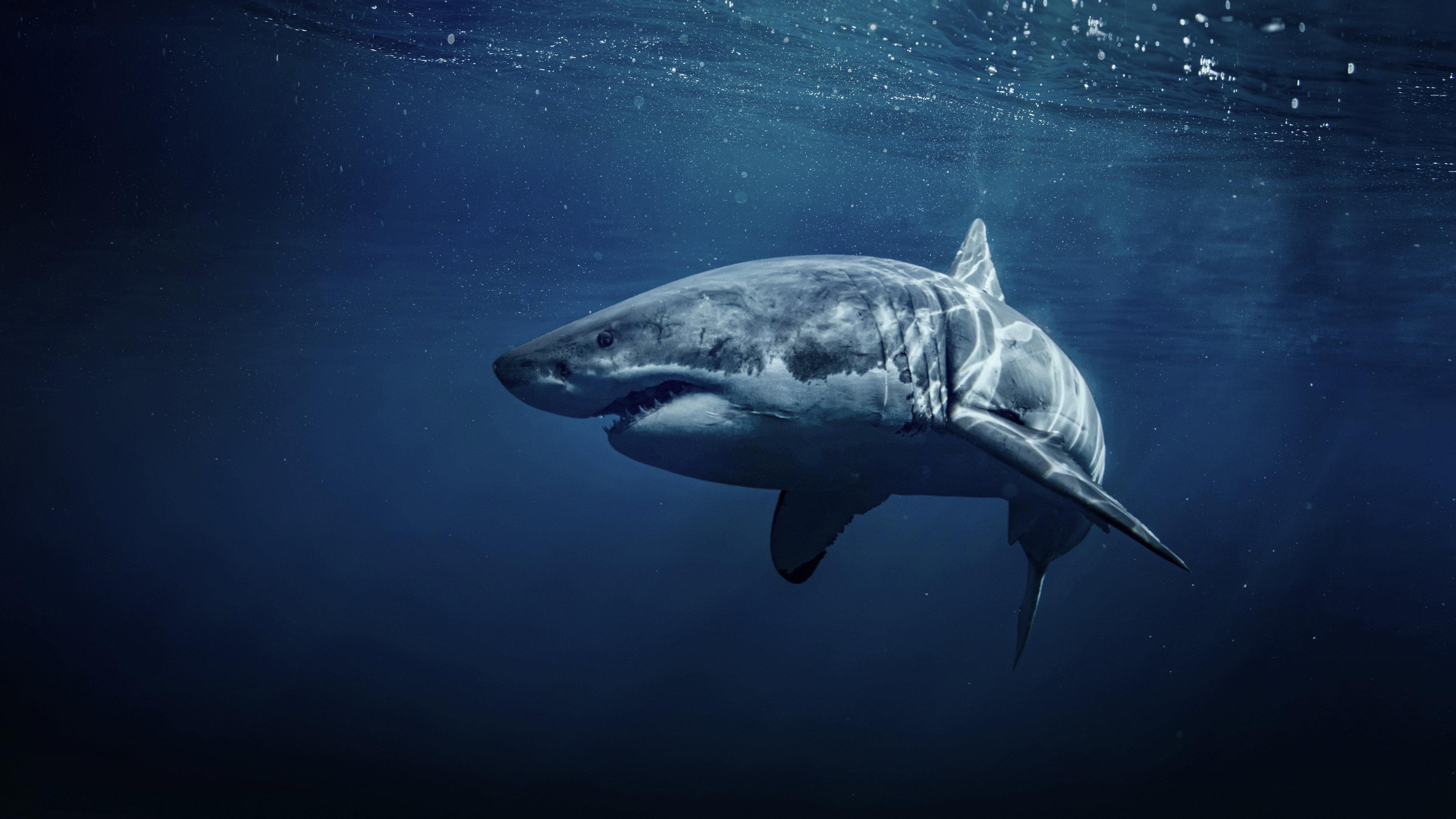 50 Shades of Sharks 2020 movie scene