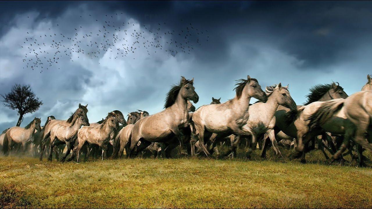 The New Wilderness 2013 movie scene