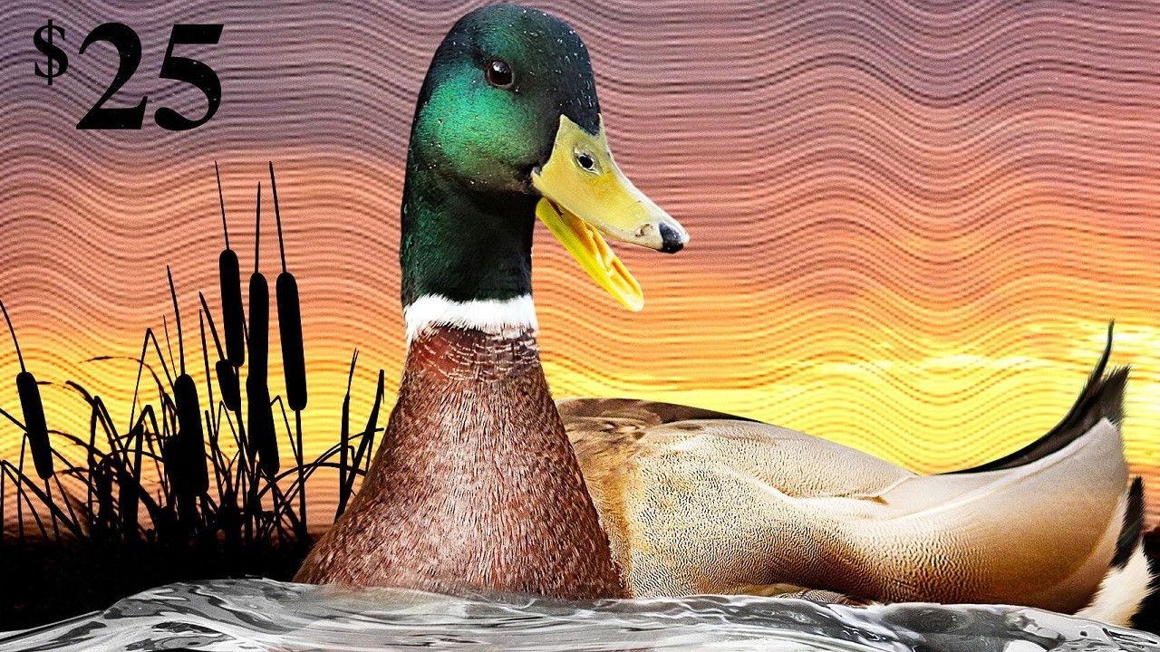 The Million Dollar Duck 2016 movie scene