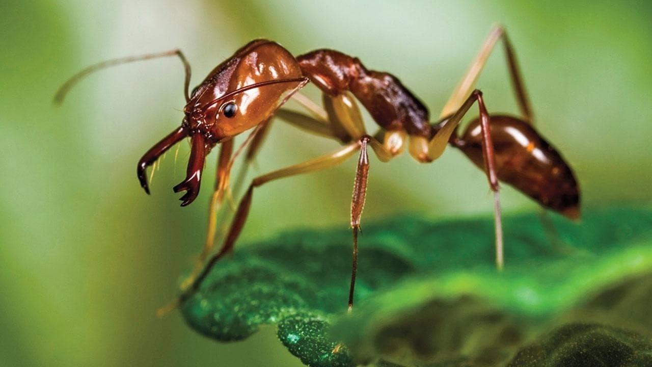 Ants - Nature's Secret Power 2004 movie scene