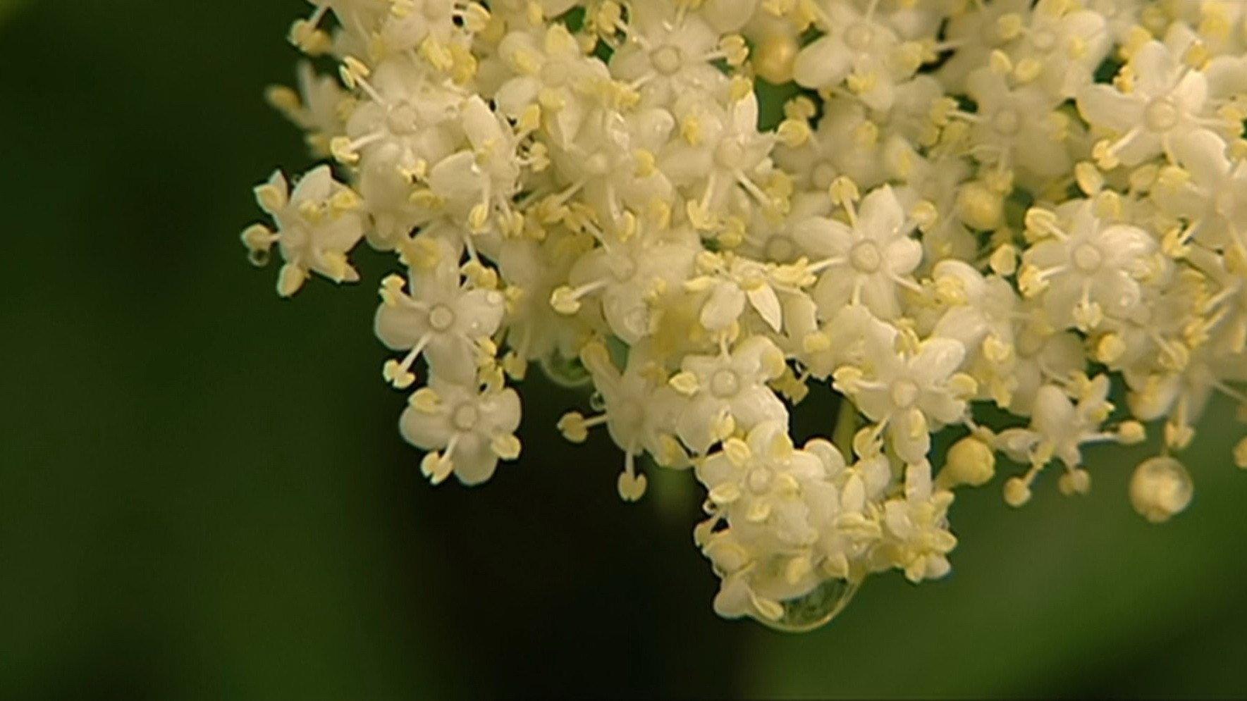 Elder Blossom 2007 movie scene
