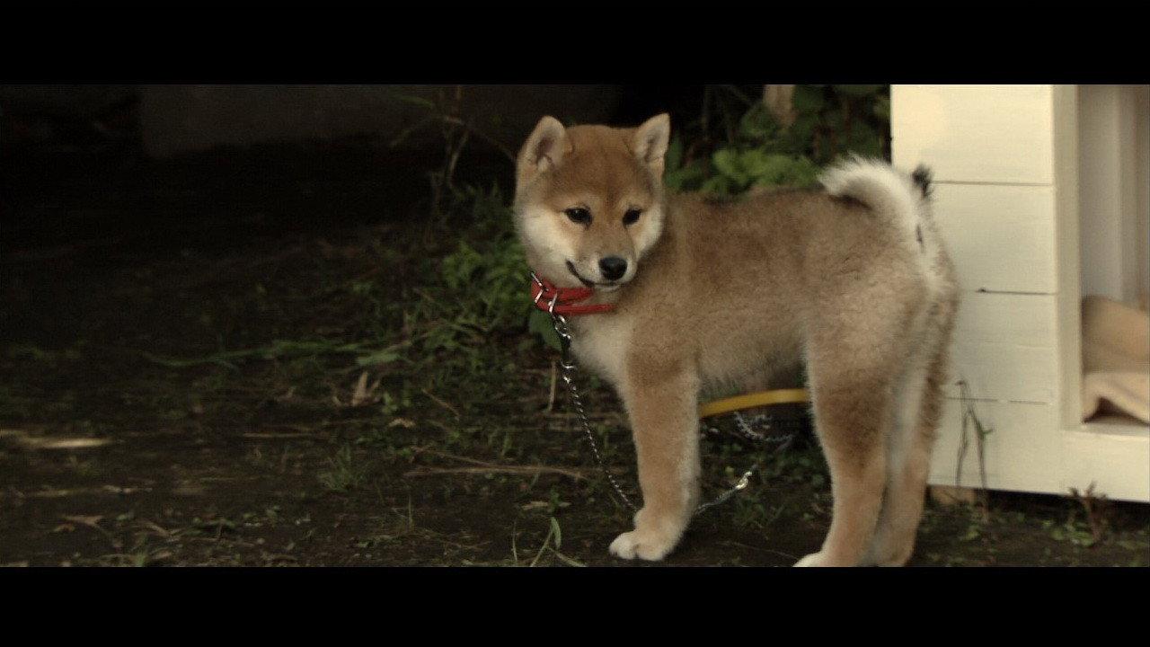 Happy Together –All About My Dog– 2011 movie scene