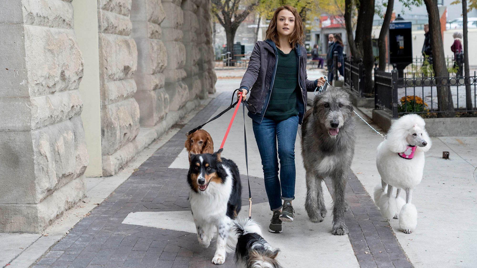 A Dog's Journey 2019 movie scene