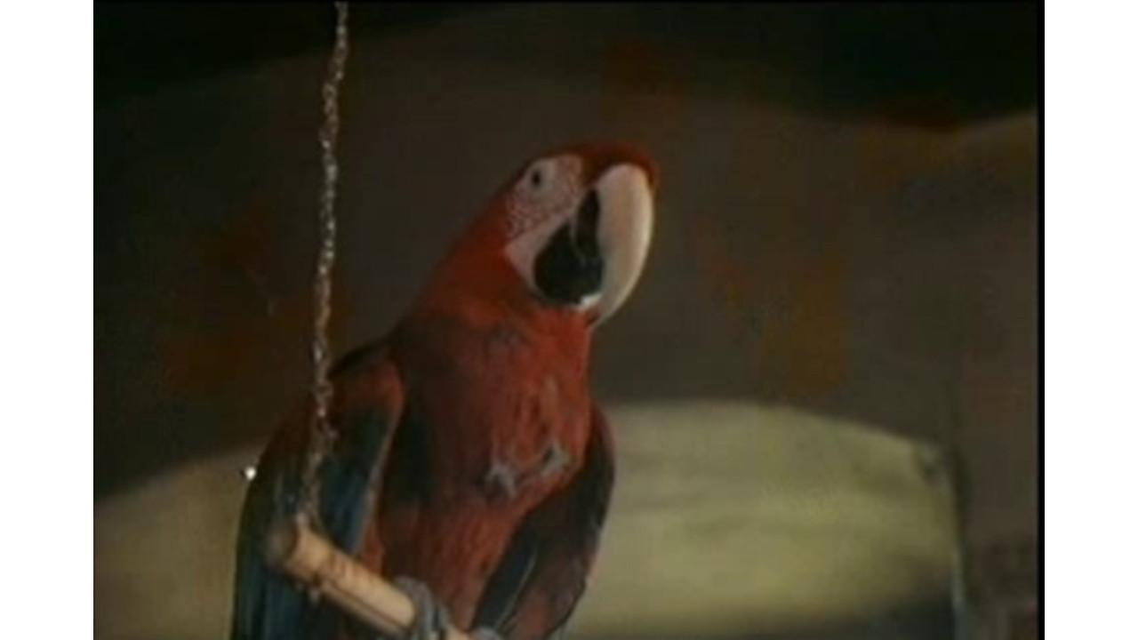 The Parrot Speaking Yiddish 1990 movie scene