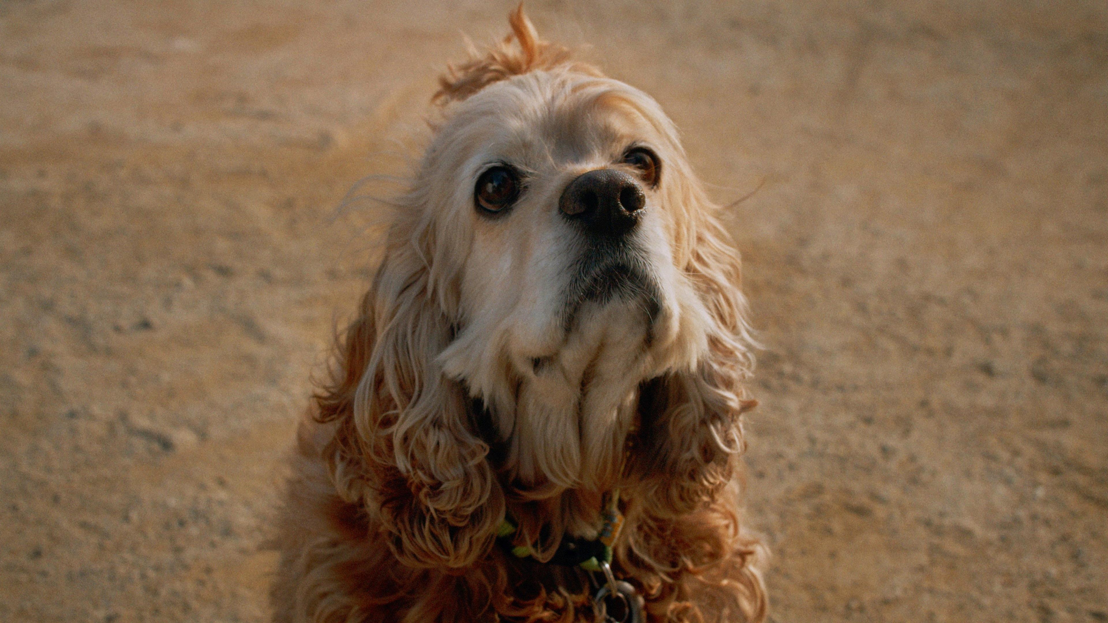 Dog in Translation 2022 movie scene