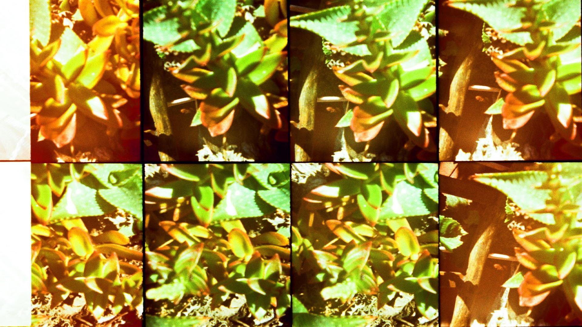 Gardens 2012 movie scene