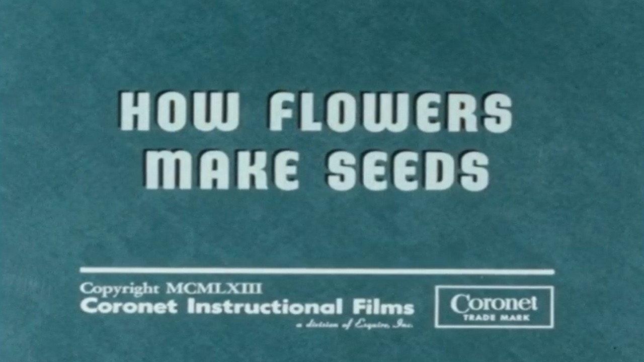 How Flowers Make Seeds 1963 movie scene