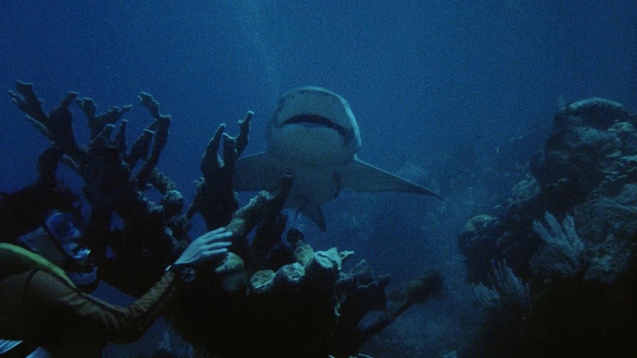 Night of the Sharks 1988 movie scene