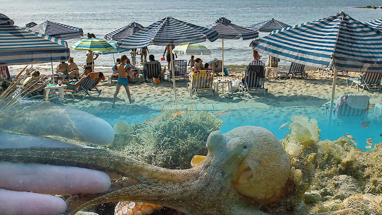 Der Strand: Tierisches aus dem Ferienparadies 2022 movie scene