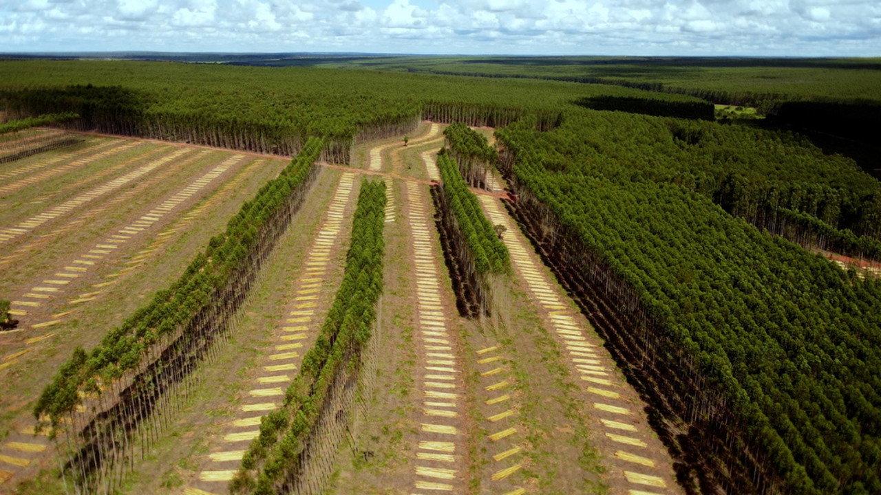 Planter à tout prix - Des arbres pour sauver la planète ? 2025 movie scene