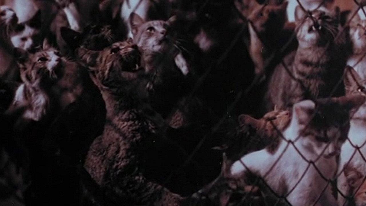 The Night of a Thousand Cats 1972 movie scene