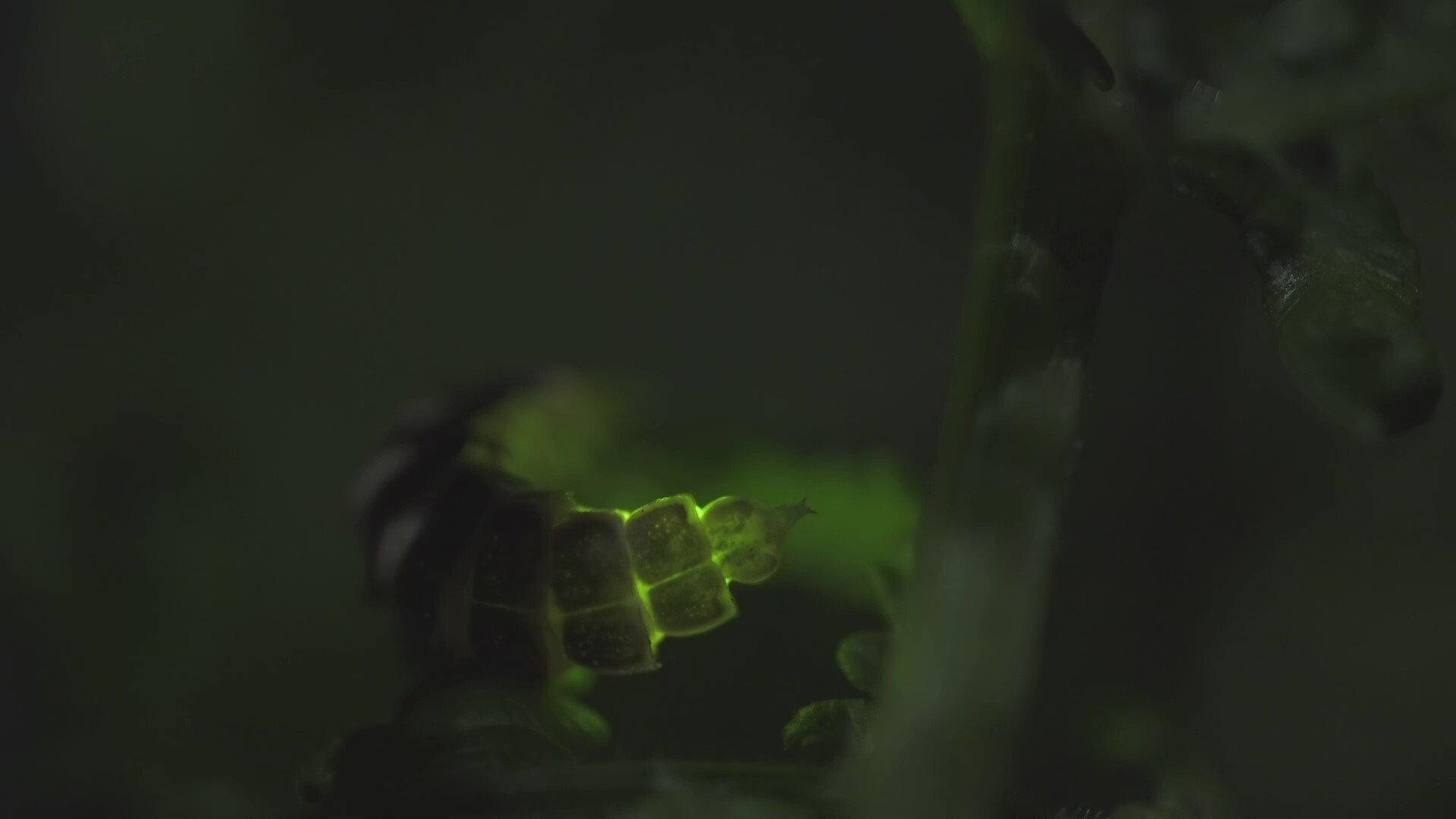 La Nuit des Animaux 2017 movie scene