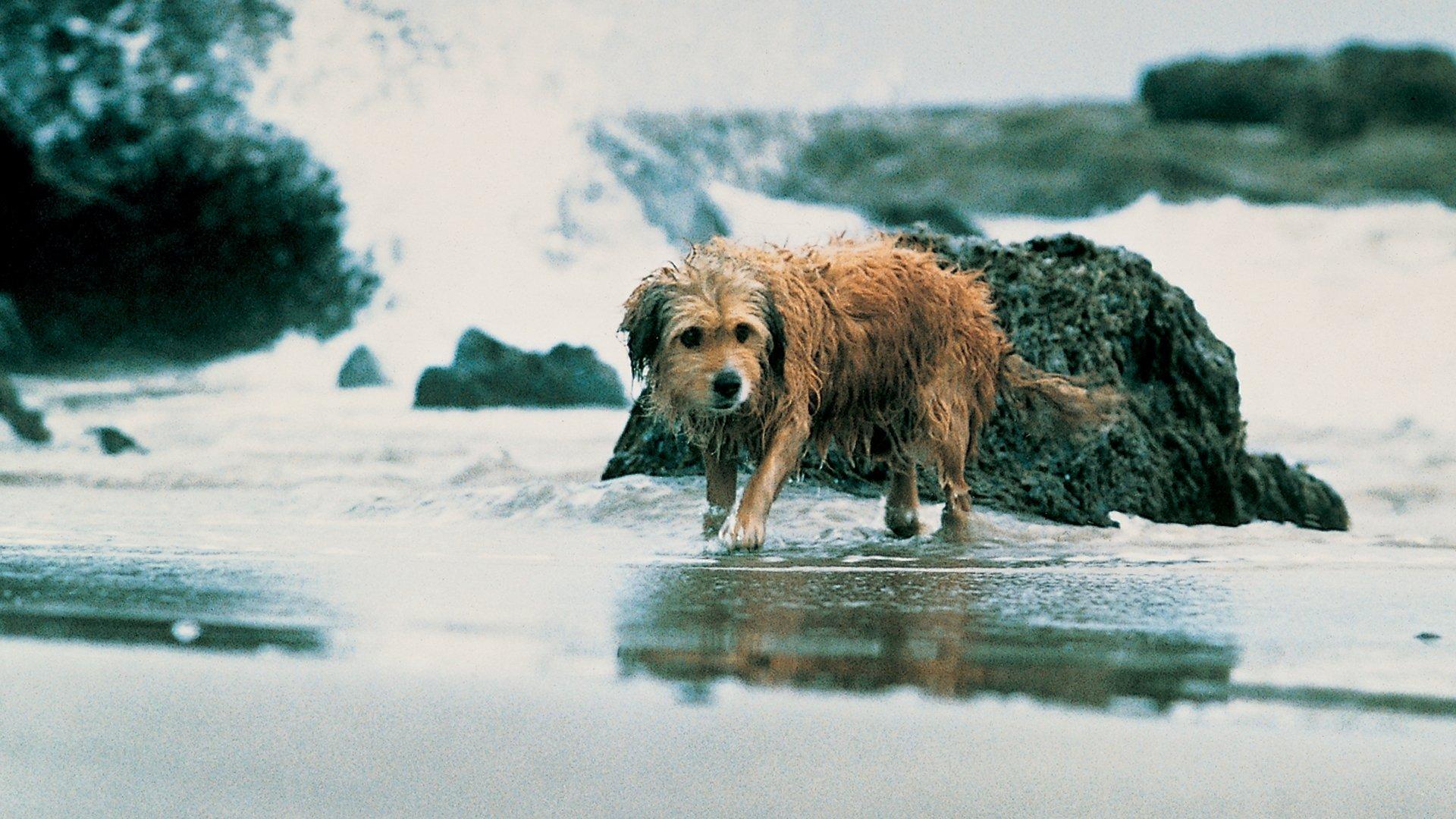 Benji the Hunted 1987 movie scene