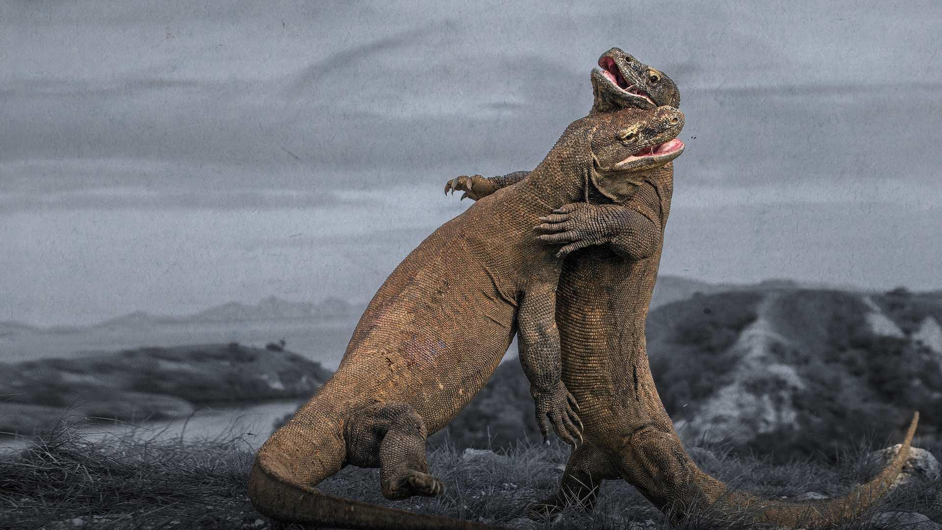 Komodo Dragon Fight! 2017 movie scene