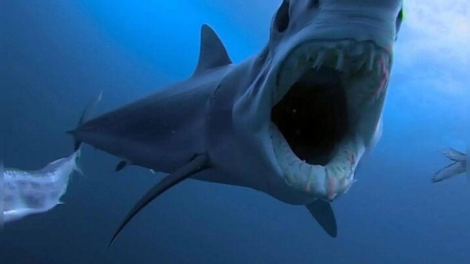 Shark Vs Predator 2017 movie scene