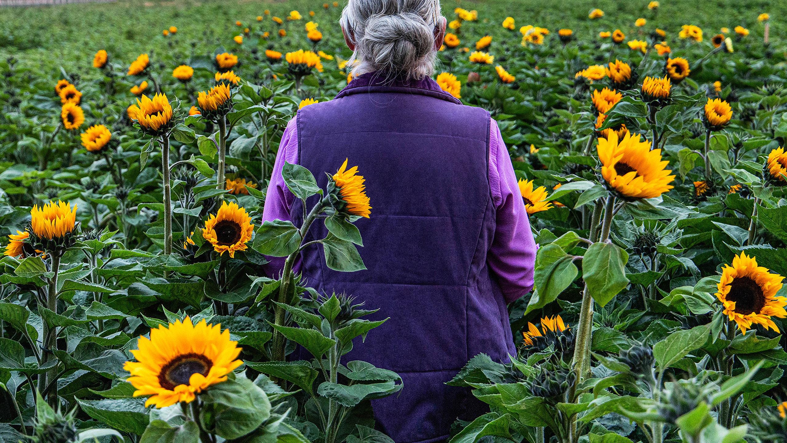 Sunphlowers 2025 movie scene