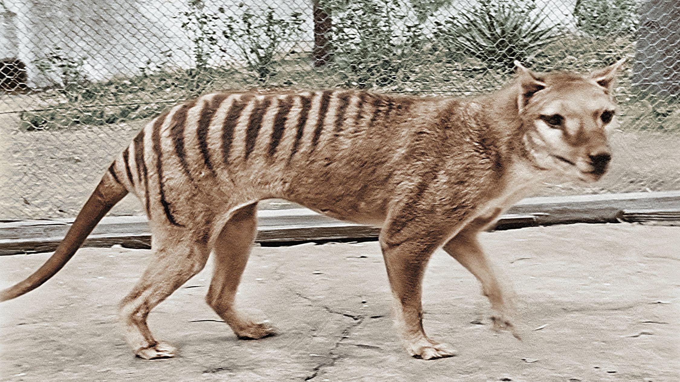 Tasmanian Tiger in Colour 2021 movie scene