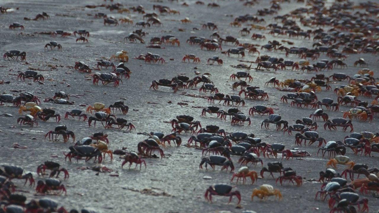 Providencia March of the Crabs 2020 movie scene