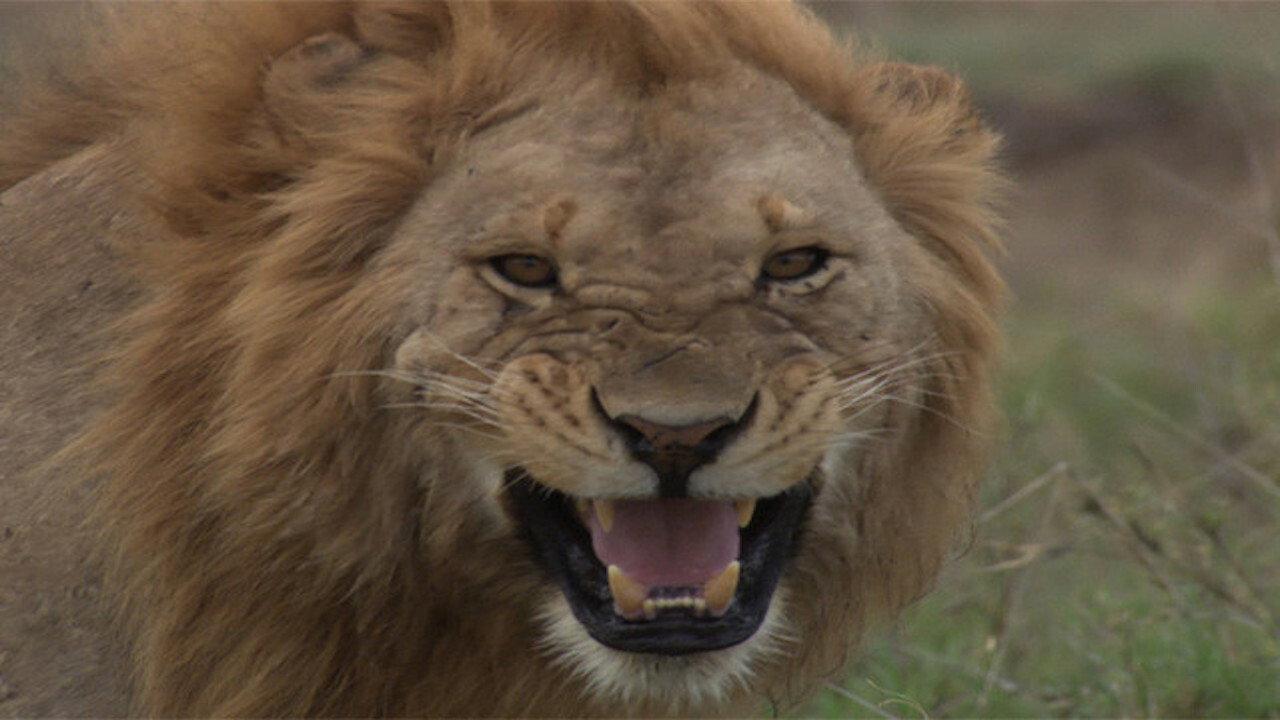 Darwin is here! new african legend 2019 movie scene