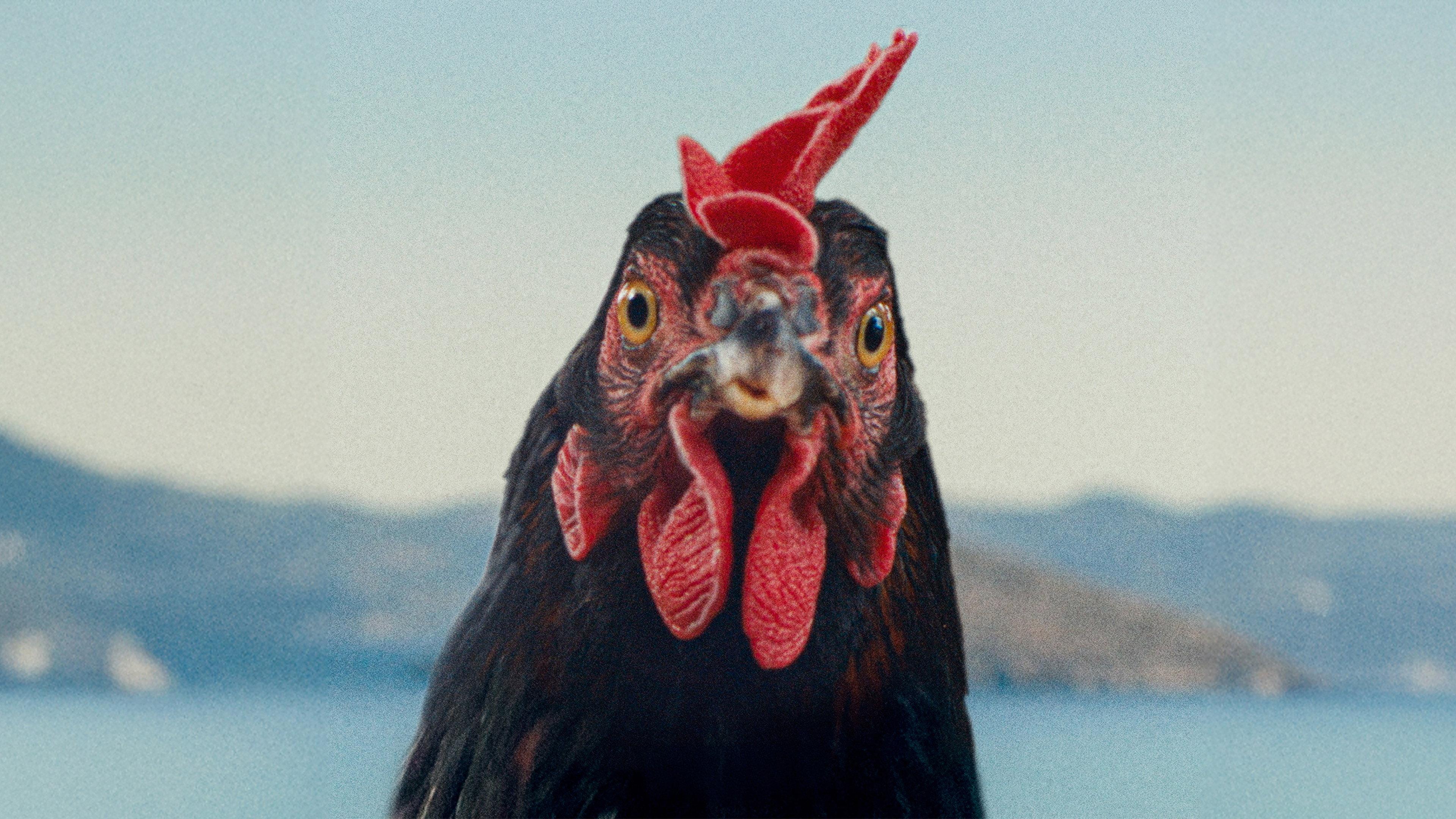 Hen 2026 movie scene