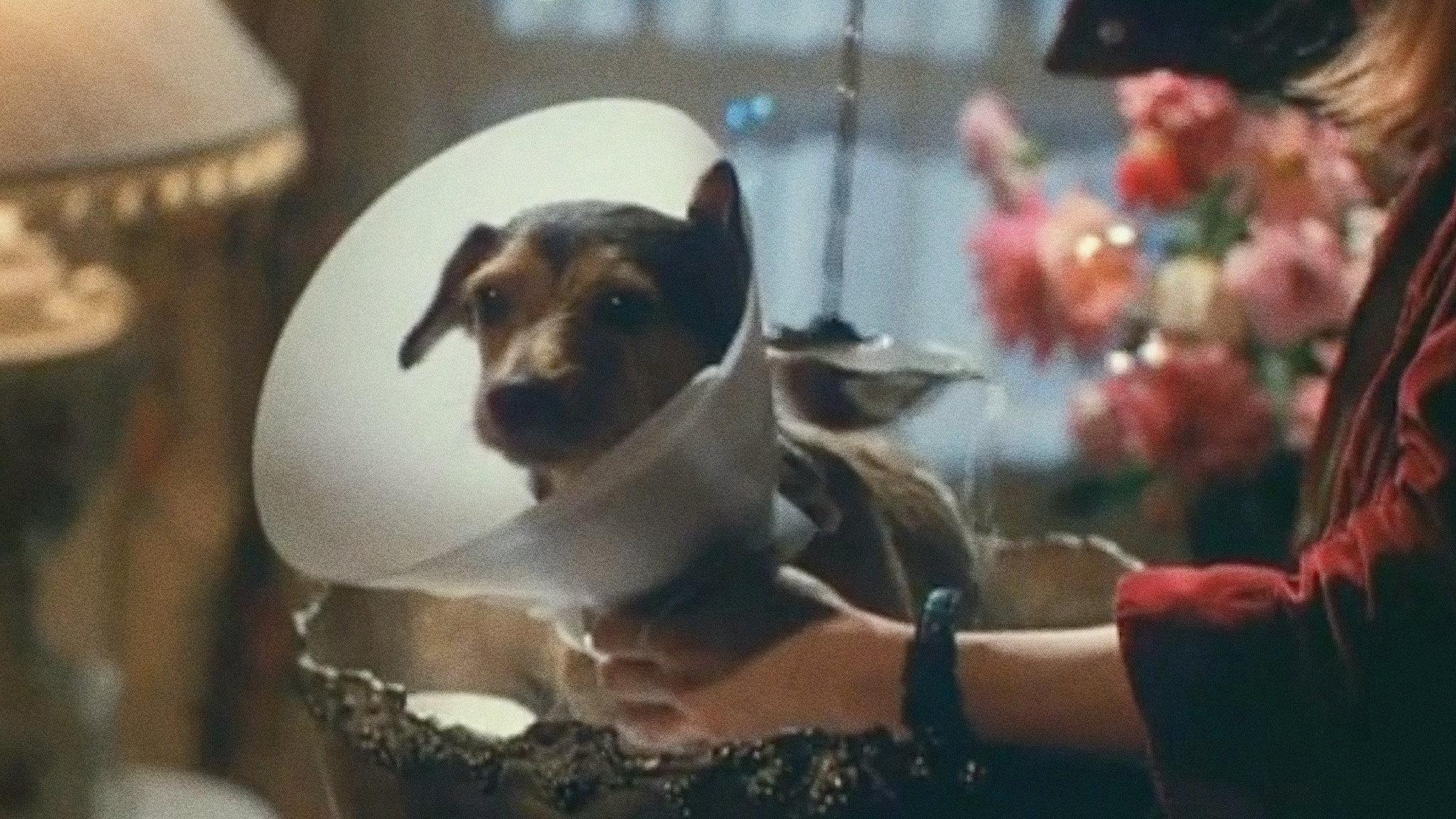 Every Dog Has Its Day 1998 movie scene