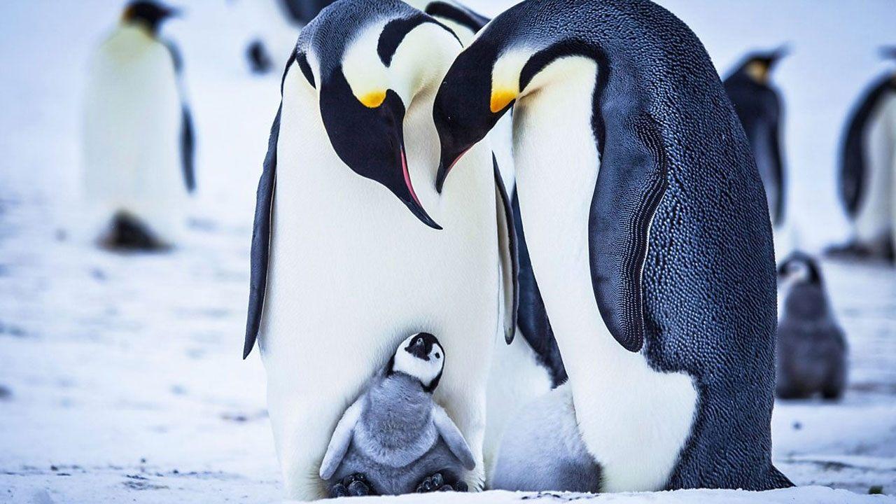 Snow Chick - A Penguin's Tale 2015 movie scene