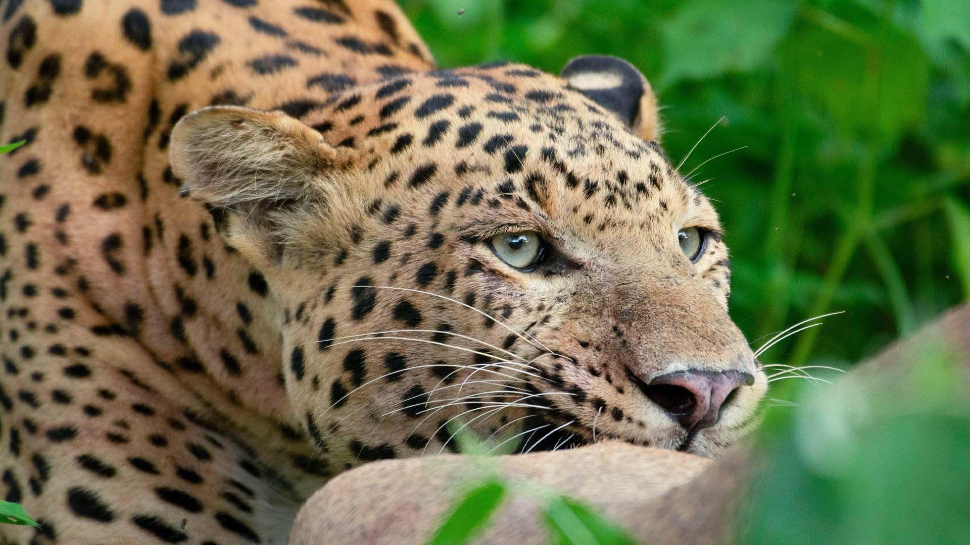 Leopard Dynasty – The Rise of Rana 2025 movie scene