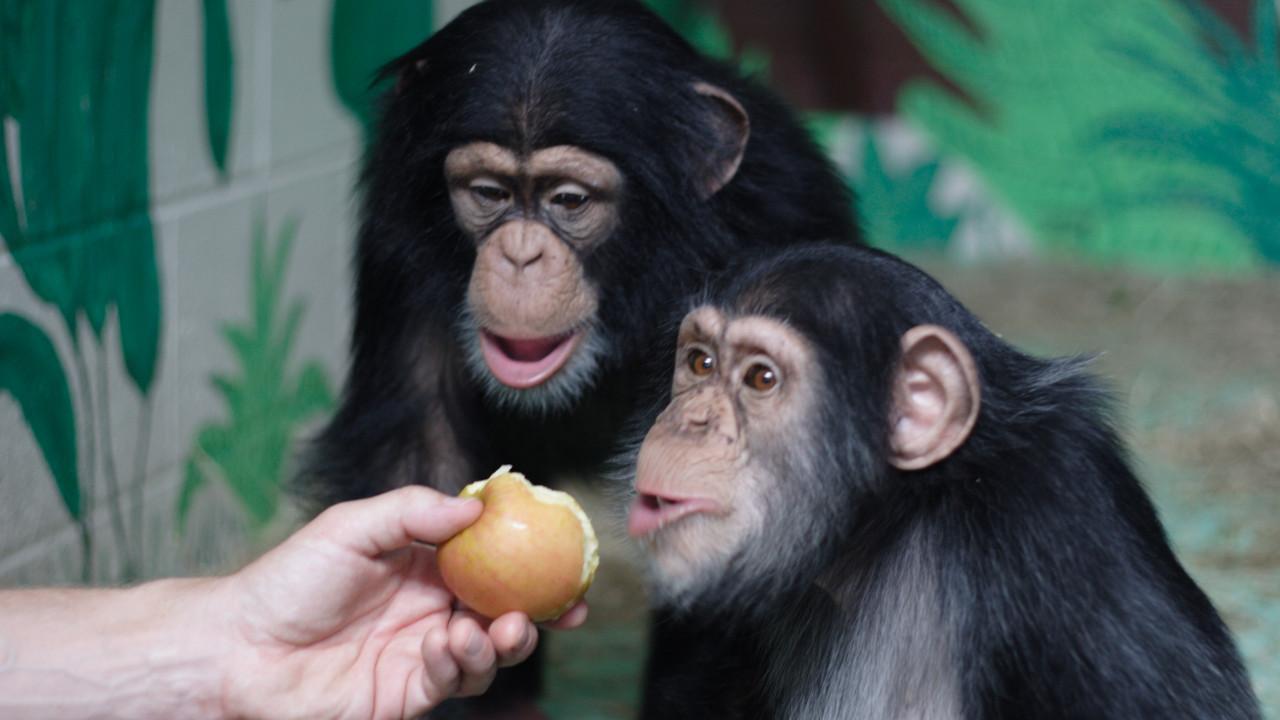 The Human Ape 2009 movie scene
