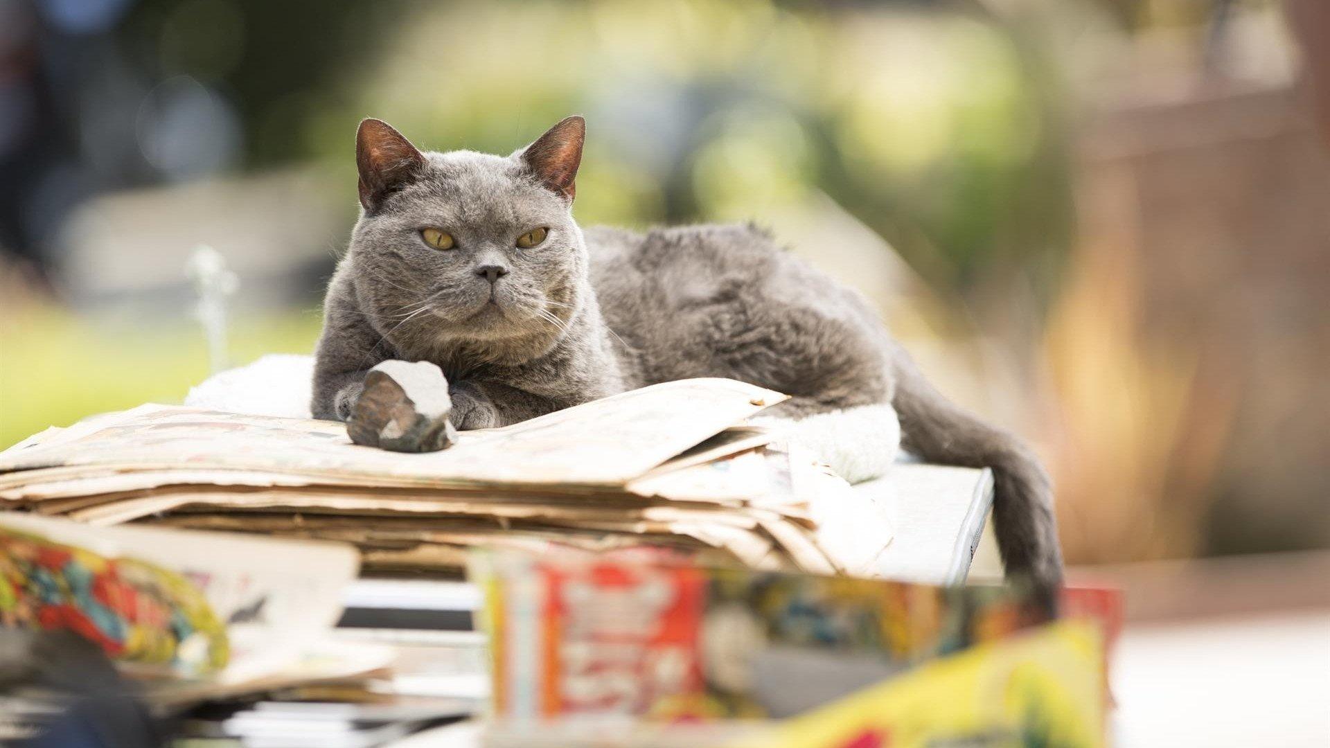 Murder of a Cat 2014 movie scene