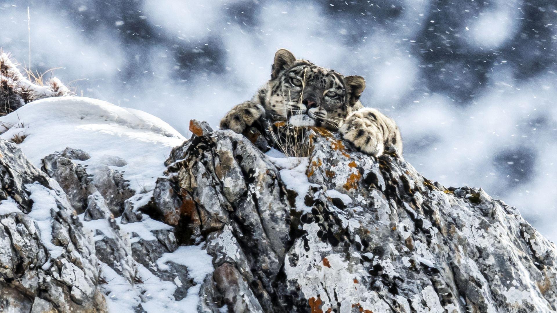 The Frozen Kingdom of the Snow Leopard 2020 movie scene