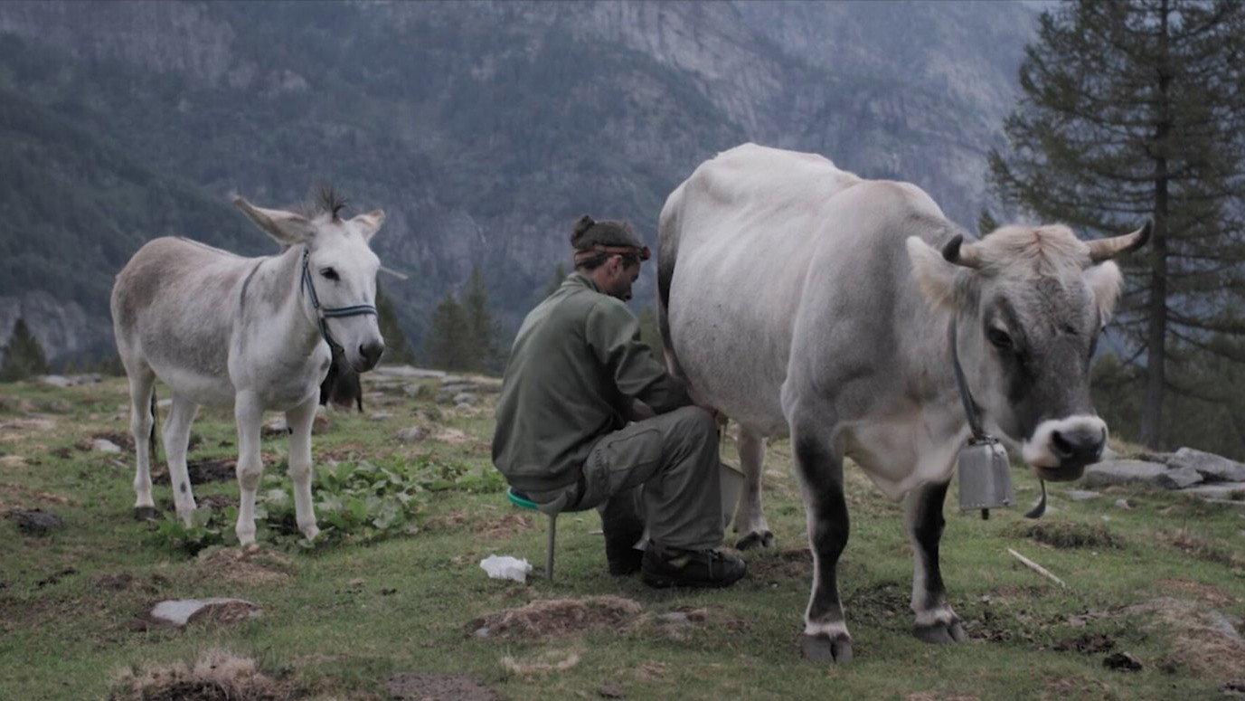 Cows on the Roof 2020 movie scene