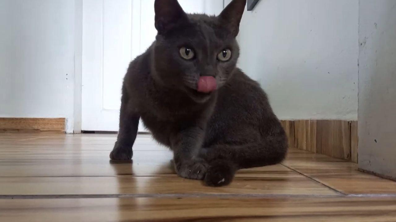 Cats and Cameras 2026 movie scene