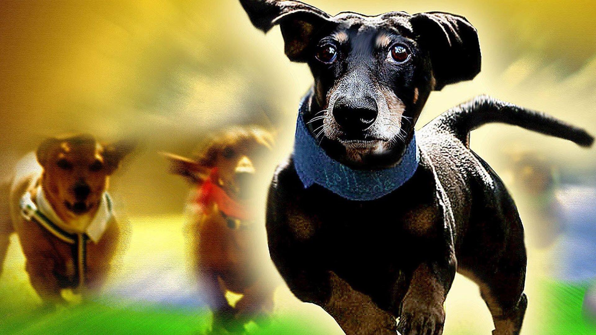 Wiener Dog Nationals 2013 movie scene