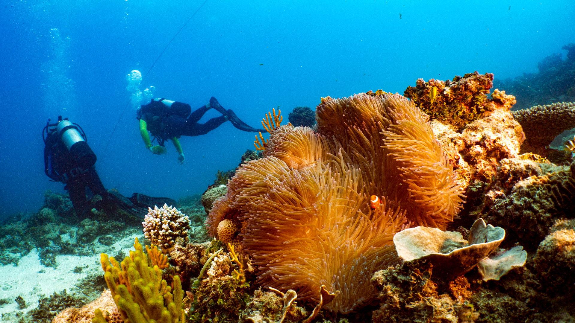 Great Barrier Reef: The Next Generation 2021 movie scene