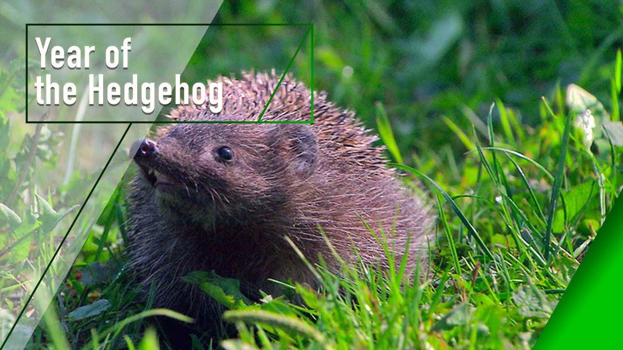 Year of the Hedgehog 2009 movie scene