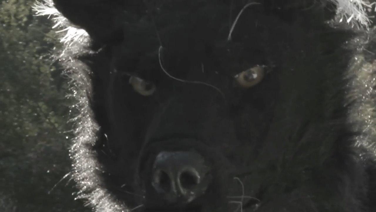 Dogman 2: The Wrath of the Litter 2014 movie scene