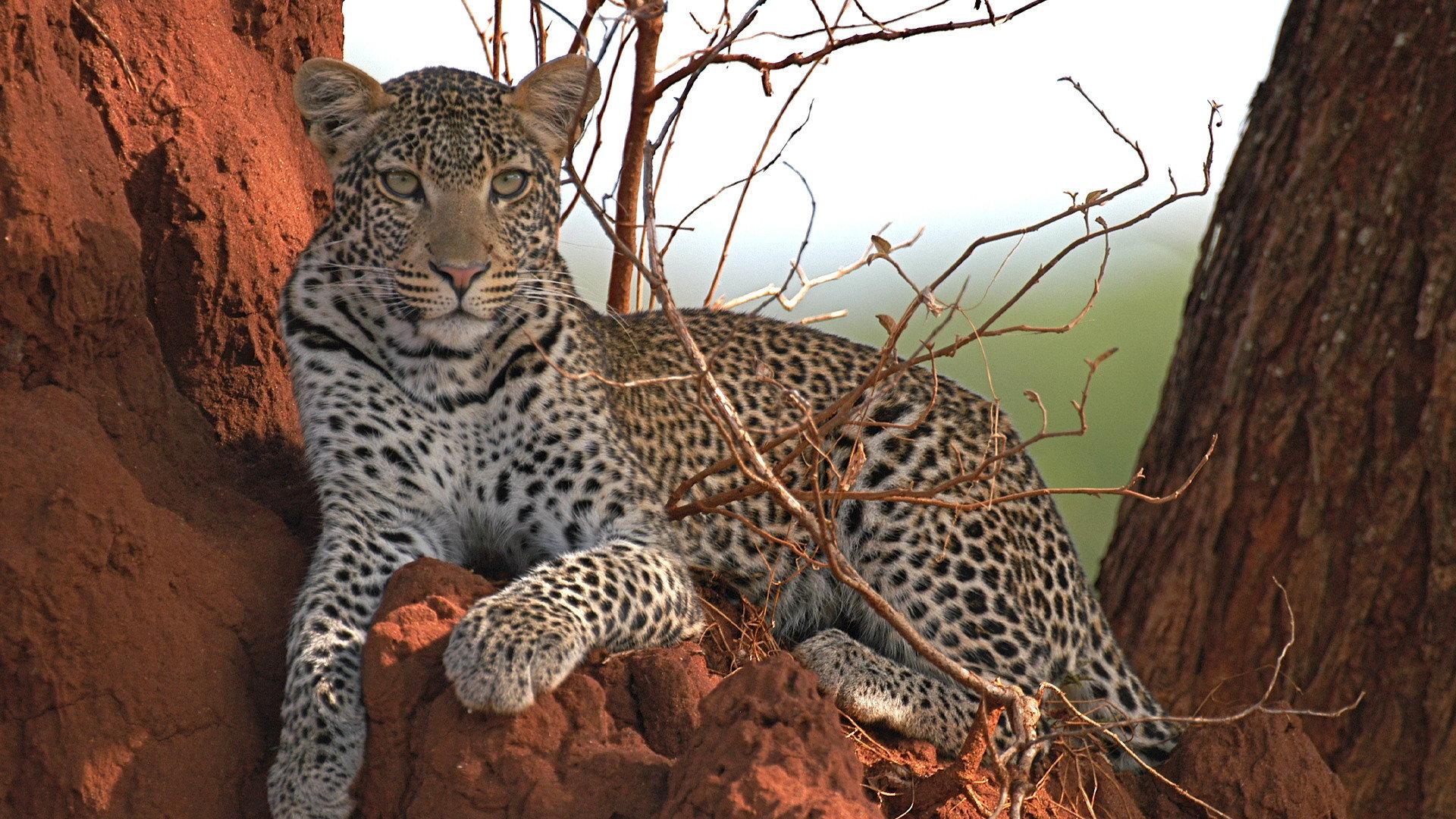 Surviving the Serengeti 2015 movie scene