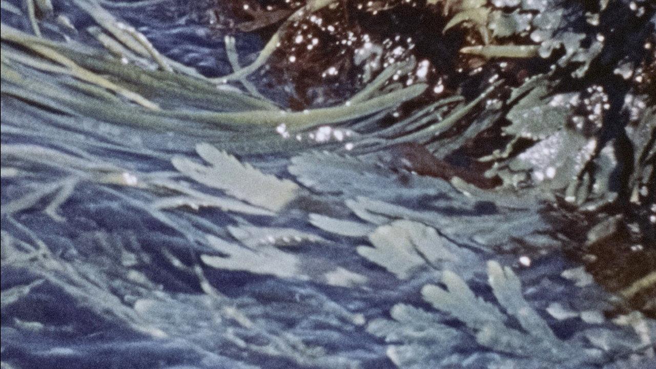 Waves 1973 movie scene