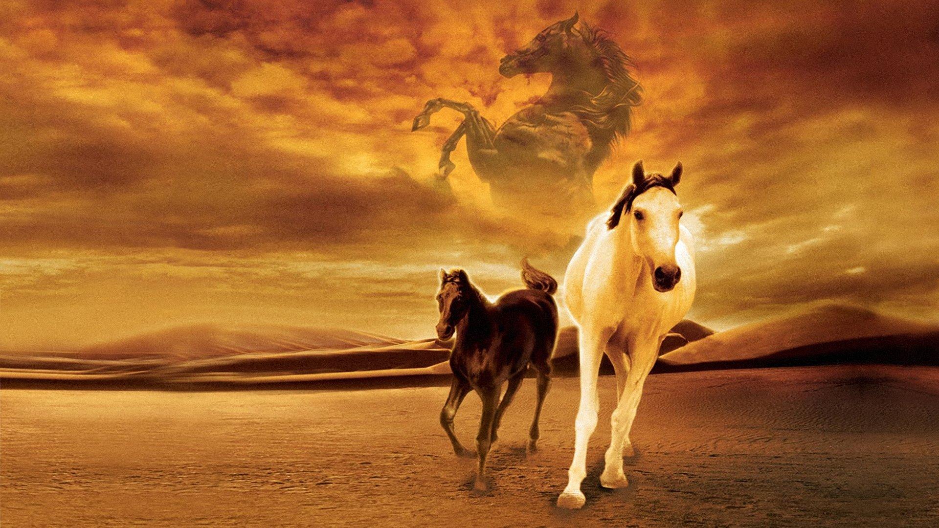 Young Black Stallion 2003 movie scene
