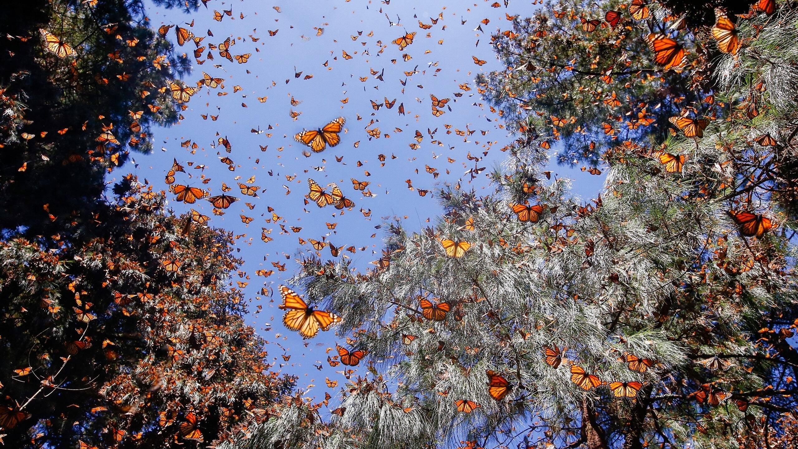 Flight of the Butterflies 2012 movie scene