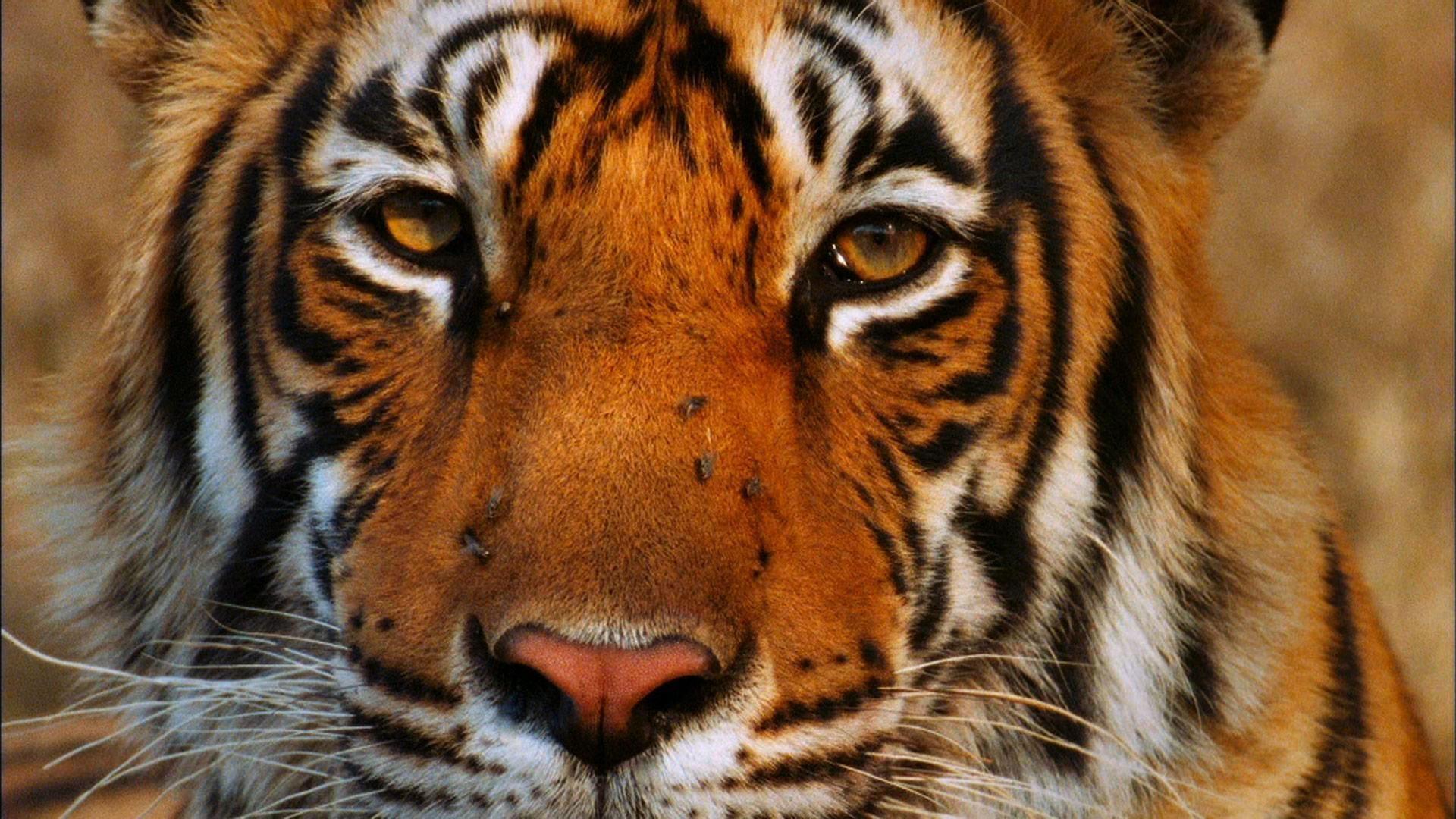 Broken Tail: A Tiger's Last Journey 2011 movie scene