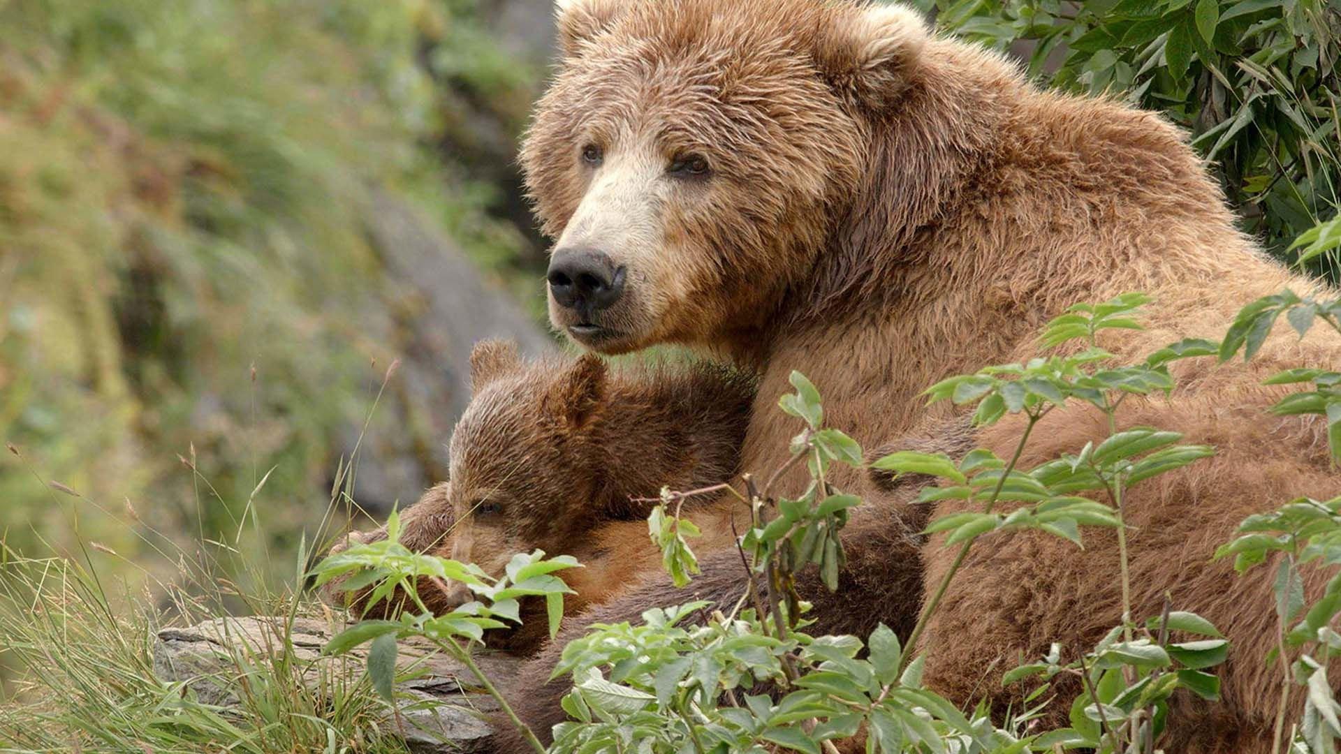 Alaska's Giant Bears 2023 movie scene