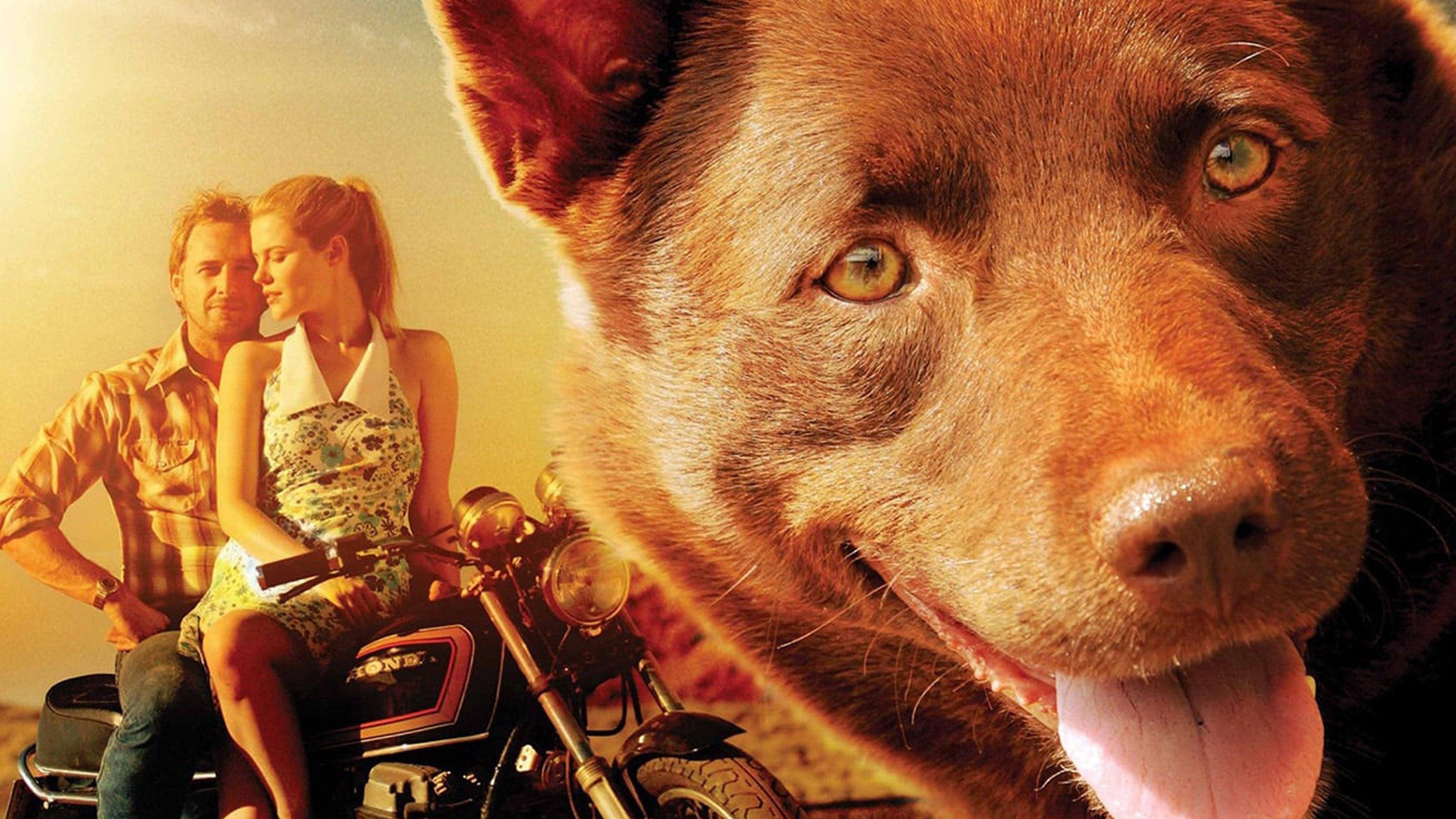 Red Dog 2011 movie scene