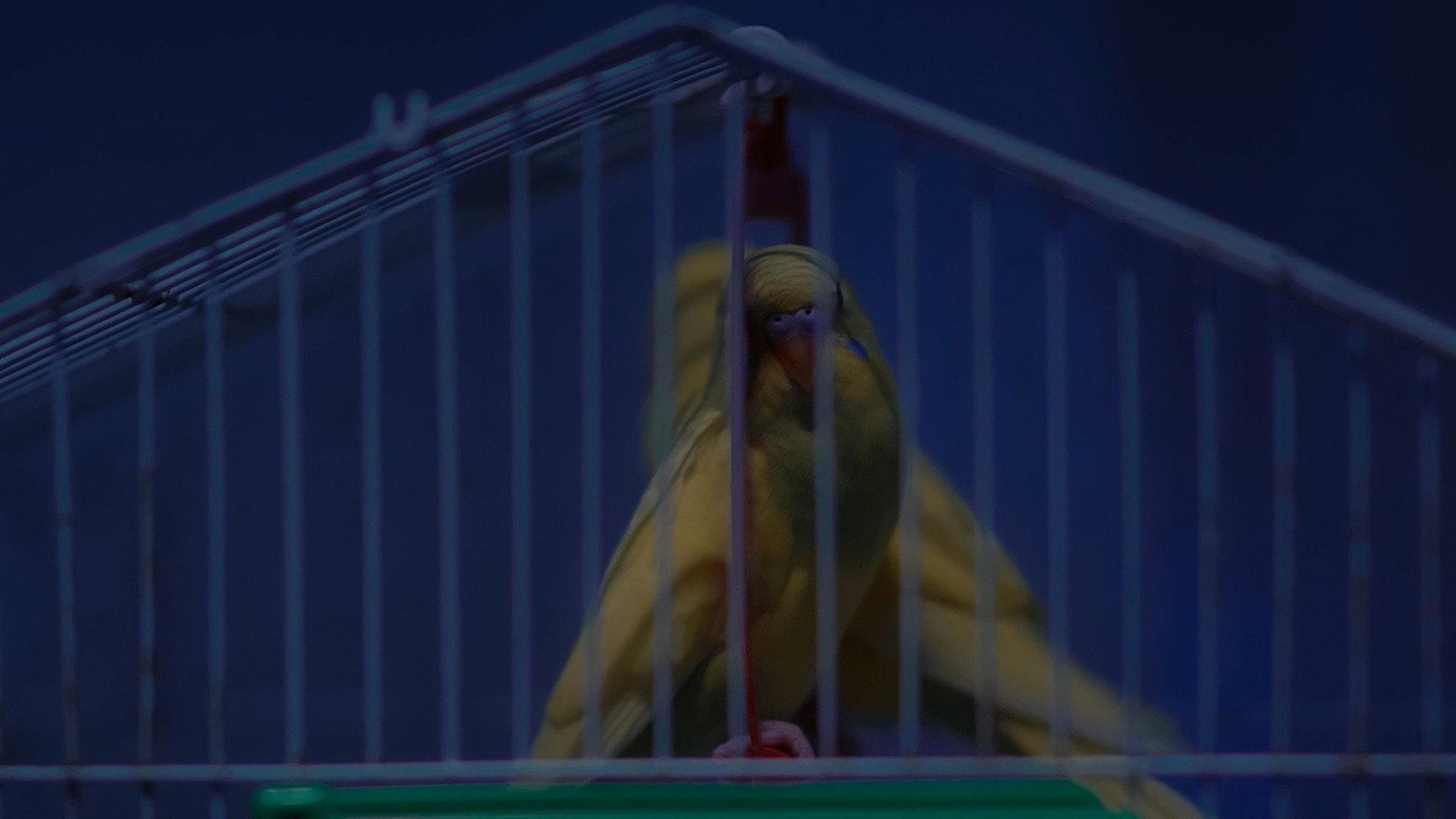 Birds Should Have Been Released 2023 movie scene
