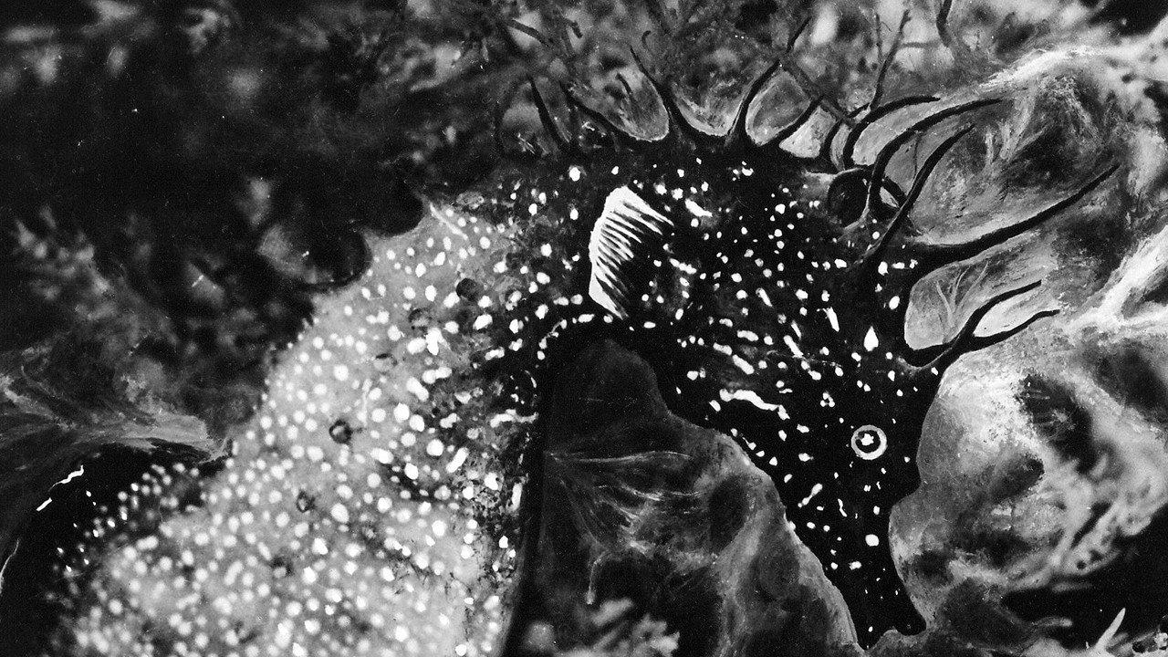 The Sea Horse 1935 movie scene