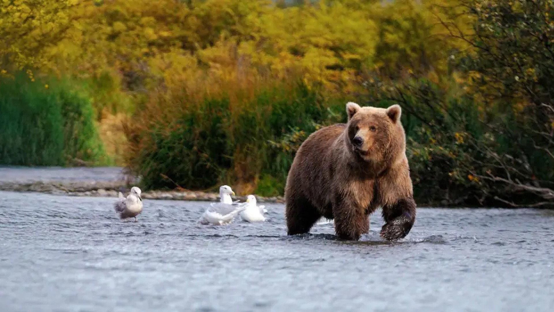 Wild Alaska 2012 movie scene