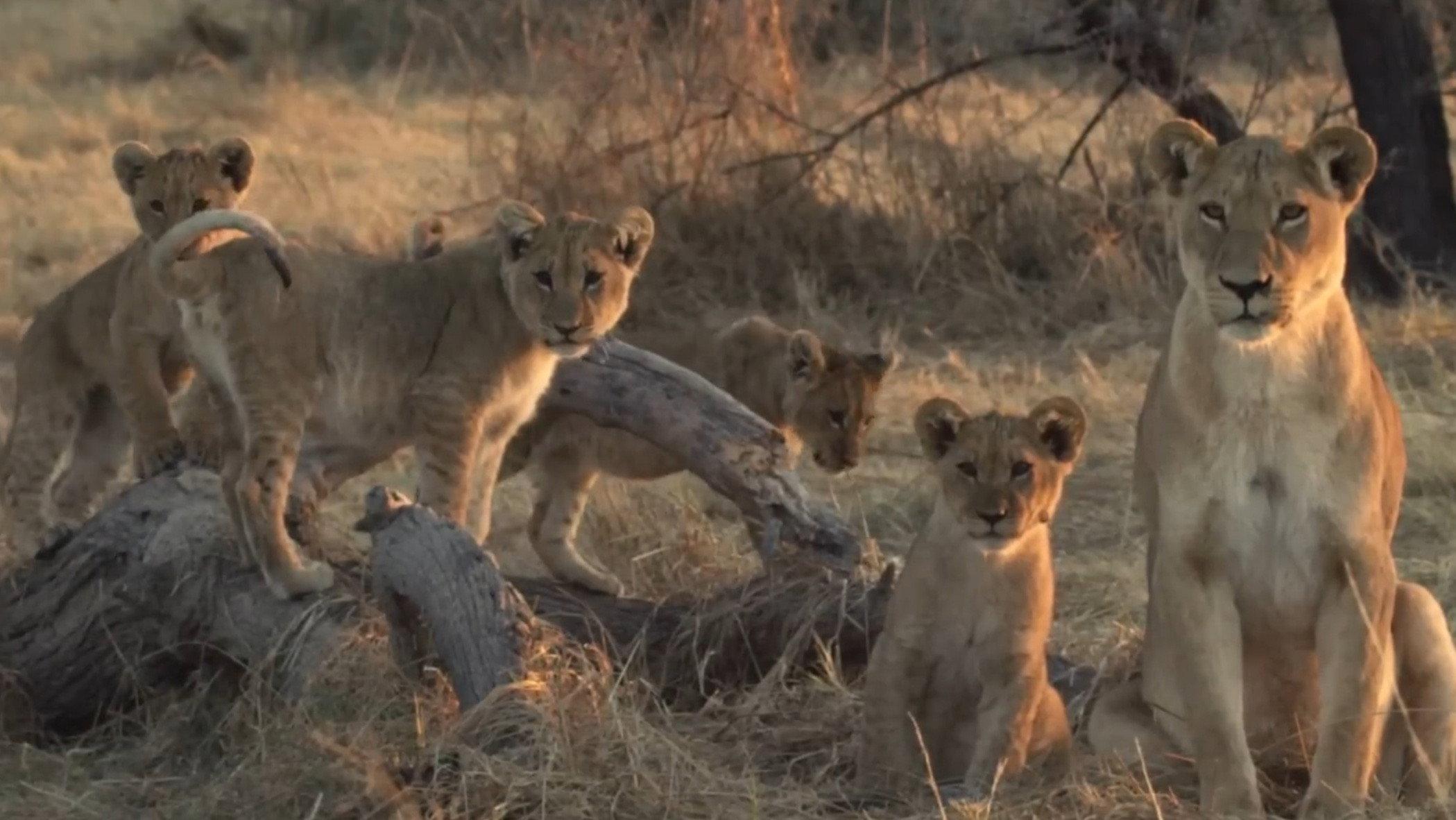 Lion Brothers: Cubs to Kings 2019 movie scene
